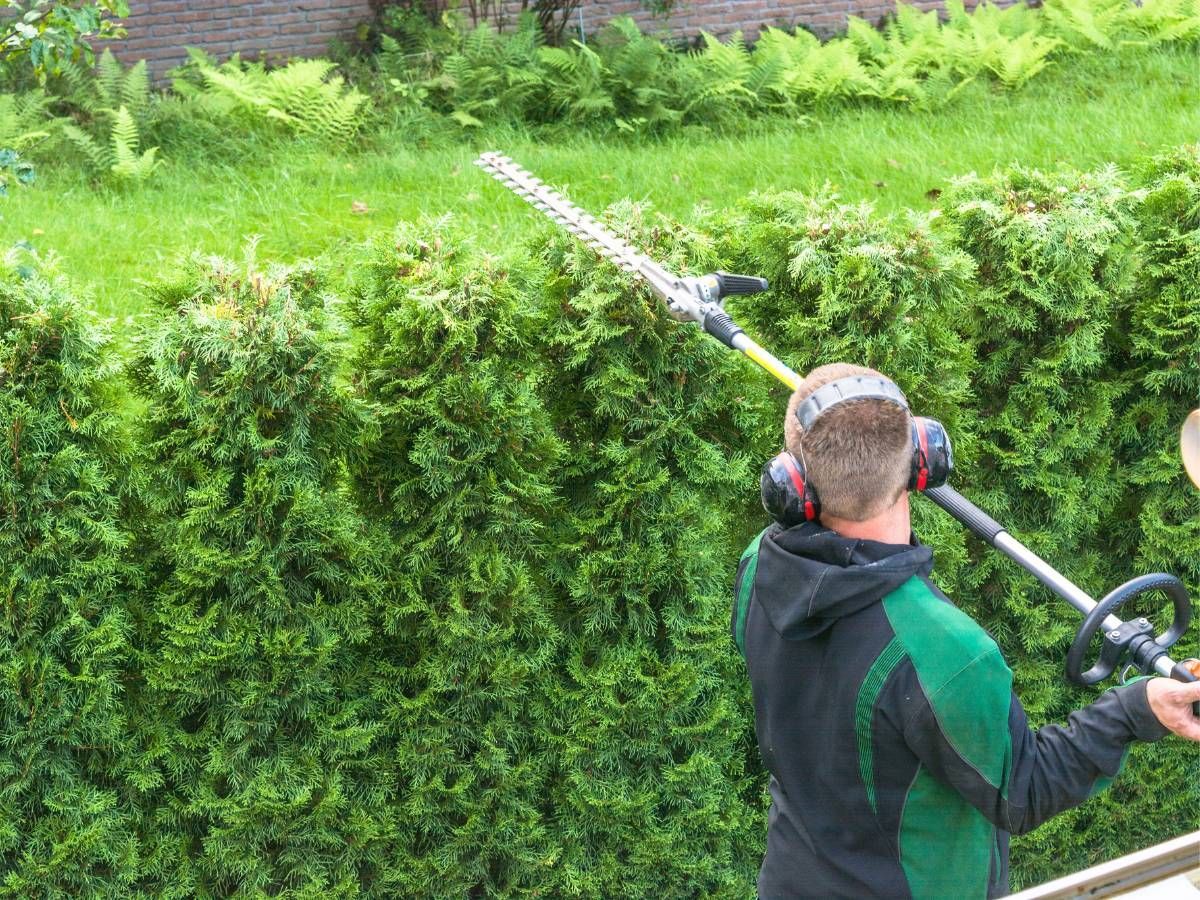 J&Z Fencing Cardiff cutting a hedge