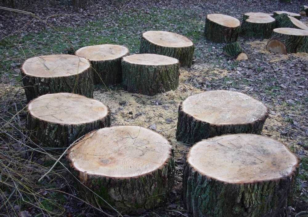 J&Z Fencing Cardiff tree stumps left after several trees were removed from a garden in Cardiff