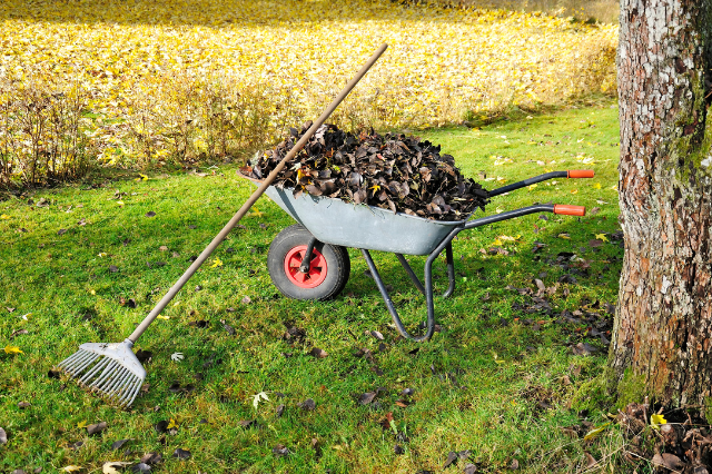 J&Z Fencing clearing up leaves as part of a garden clearance in Cardiff