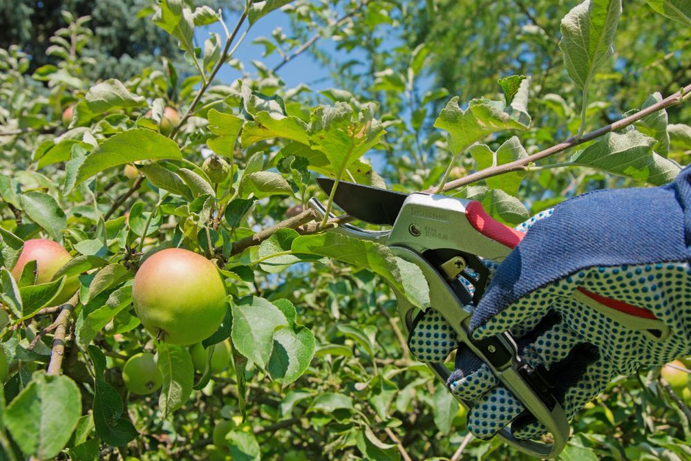 Person Pruning Apple Tree With Pruning Shears, Outdoors in Sunlight — Summit Tree Services in Glenwood, QLD