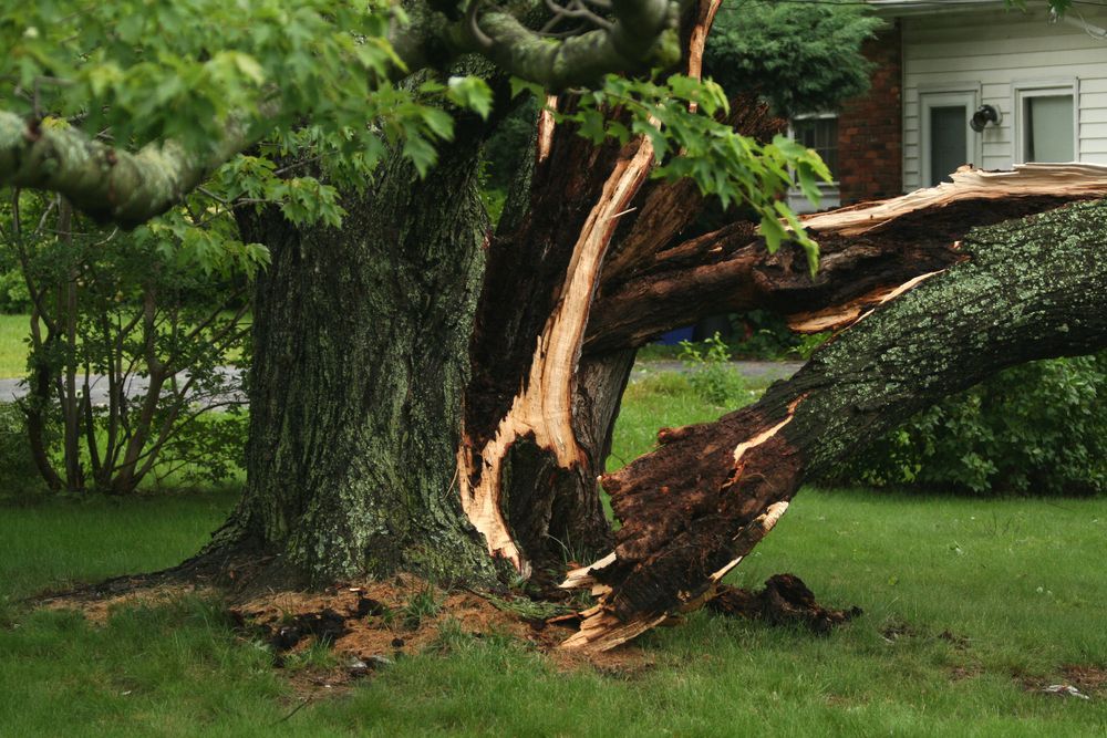 Damaged Tree Trunk Split Open by Storm, Lying on Green Grass in Front of a House — Summit Tree Services in Maroochydore, QLD