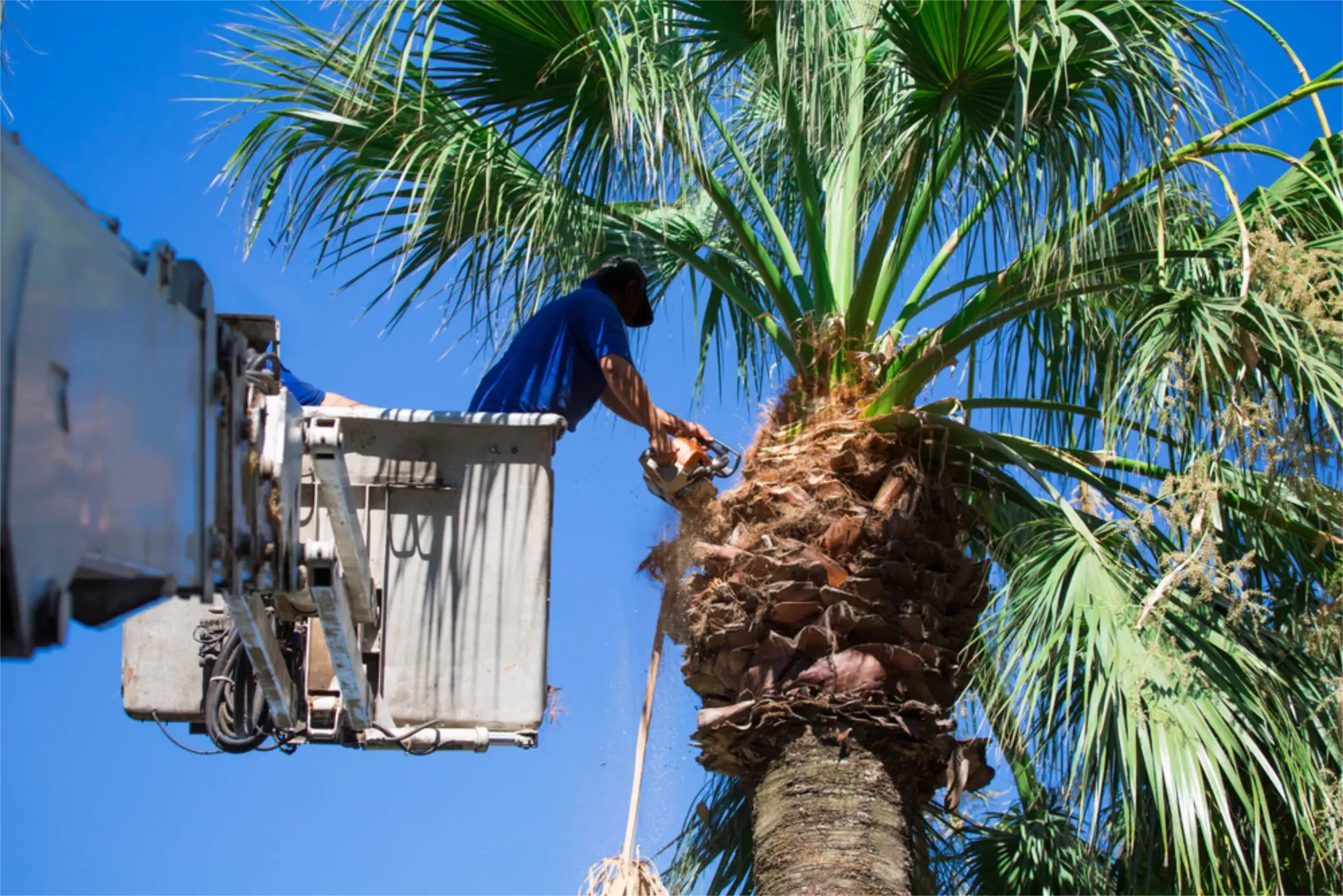 Person in a Lift Trimming Palm Tree Fronds Against a Blue Sky — Summit Tree Services in Glenwood, QLD