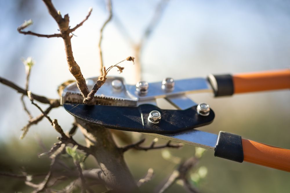 Pruning Shears Cutting a Small Branch of a Tree Outdoors, With Orange Handles — Summit Tree Services in Glenwood, QLD