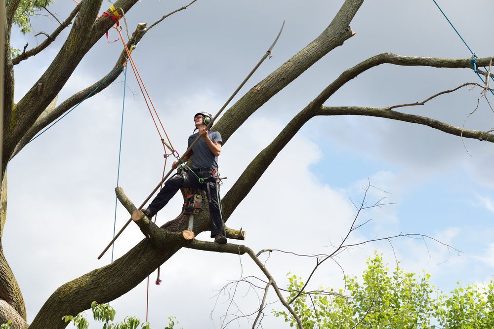 Arborist in a Tree, Using Ropes and Tools to Cut Branches, Sky in Background — Summit Tree Services in Landsborough, QLD
