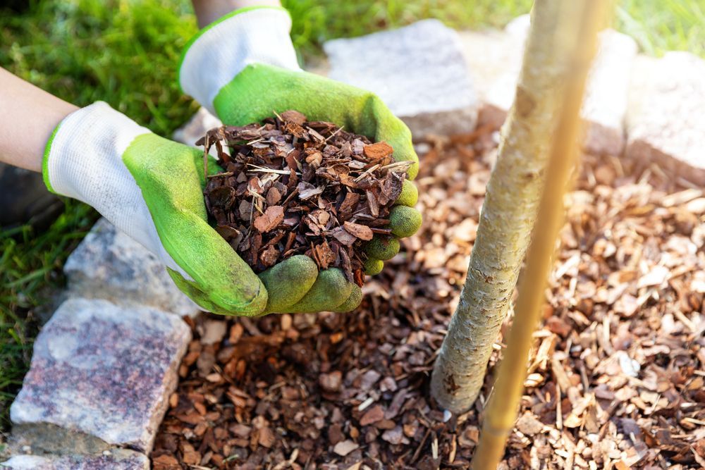 Hands in Green and White Gloves Holding Handful of Wood Mulch Next to a Tree Sapling — Summit Tree Services in Noosa, QLD