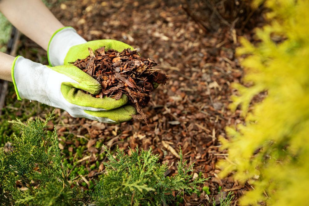 Hands Wearing Gloves Holding Mulch Over Plants — Summit Tree Services in Glenwood, QLD
