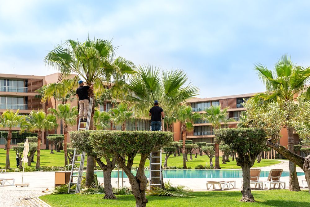 Two People on Ladders Trimming Palm Trees and Bushes Near a Pool and Hotel — Summit Tree Services in Glenwood, QLD