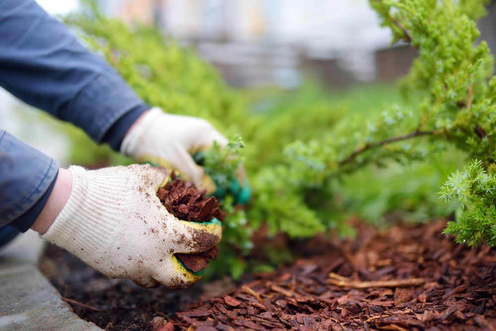 Hands in Gloves Spread Mulch Around a Small Green Bush — Summit Tree Services in Maleny, QLD