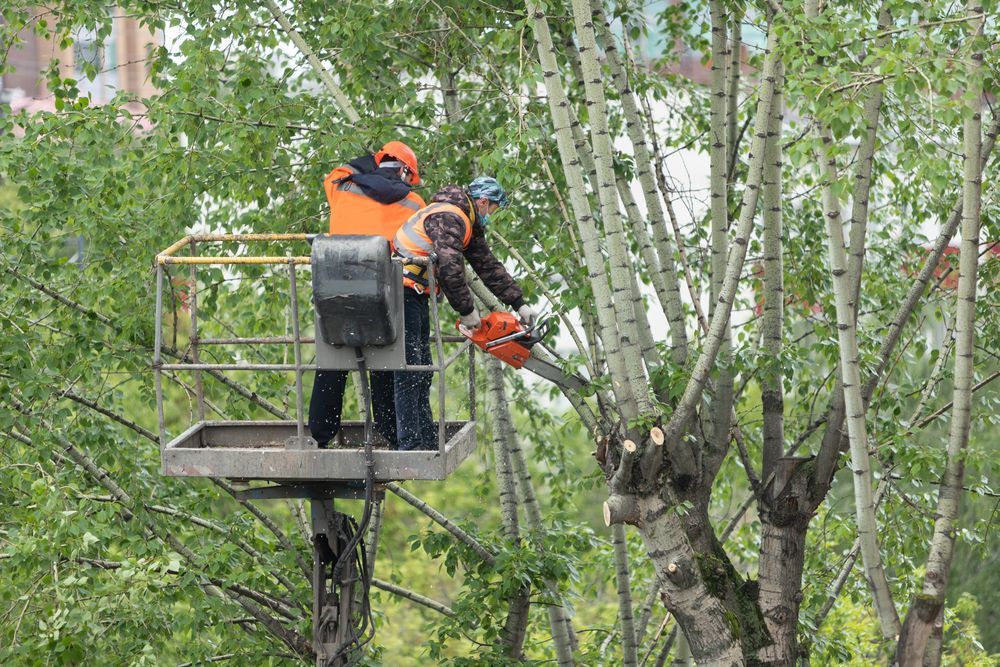 Two Workers in an Aerial Lift Trim a Tree With a Chainsaw — Summit Tree Services in Glenwood, QLD