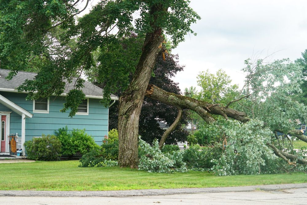 Tree With Broken Branch Lying on Lawn Next to a Blue House — Summit Tree Services in Glenwood, QLD
