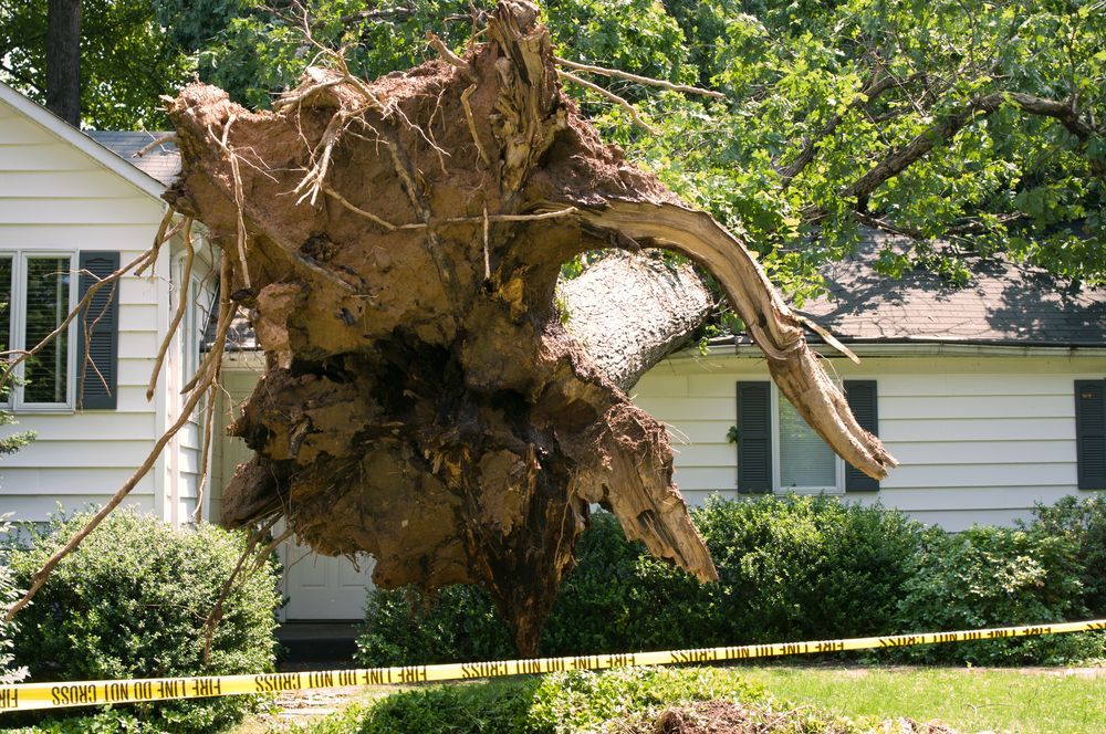 Uprooted Tree Lies Across a House; Yellow Caution Tape in Foreground — Summit Tree Services in Glenwood, QLD