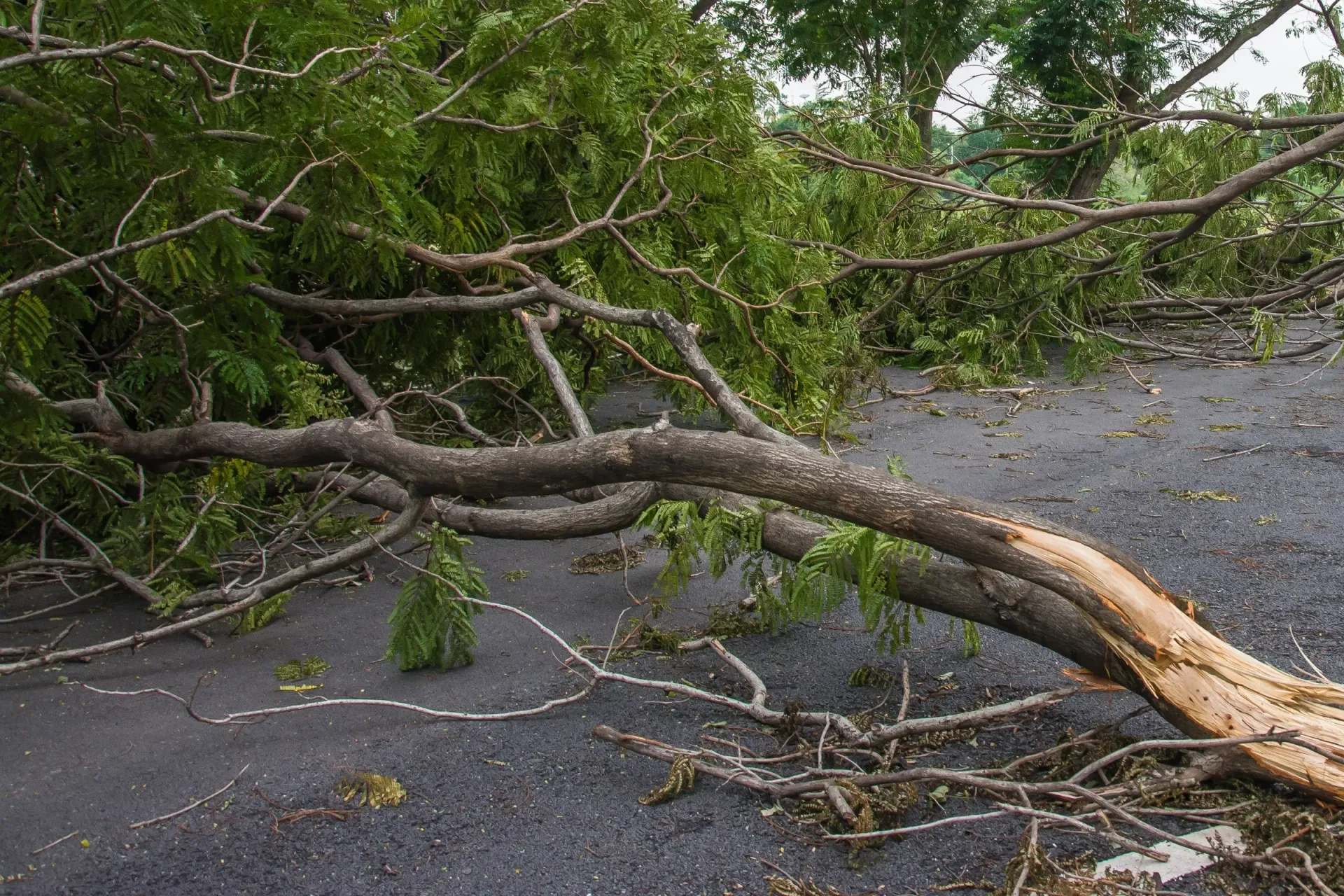 Fallen tree branches on asphalt road. Brown trunk, green foliage — Summit Tree Services in Glenwood, QLD