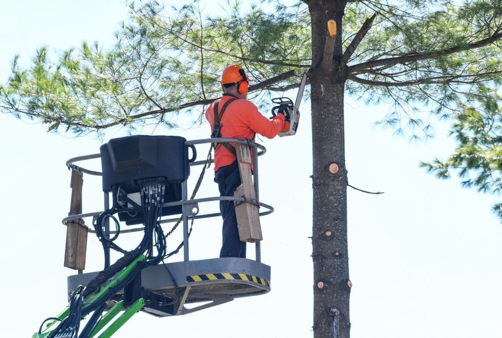 A Person in an Aerial Lift, Trimming a Tree With a Chainsaw, Wearing Safety Gear — Summit Tree Services in Yandina, QLD
