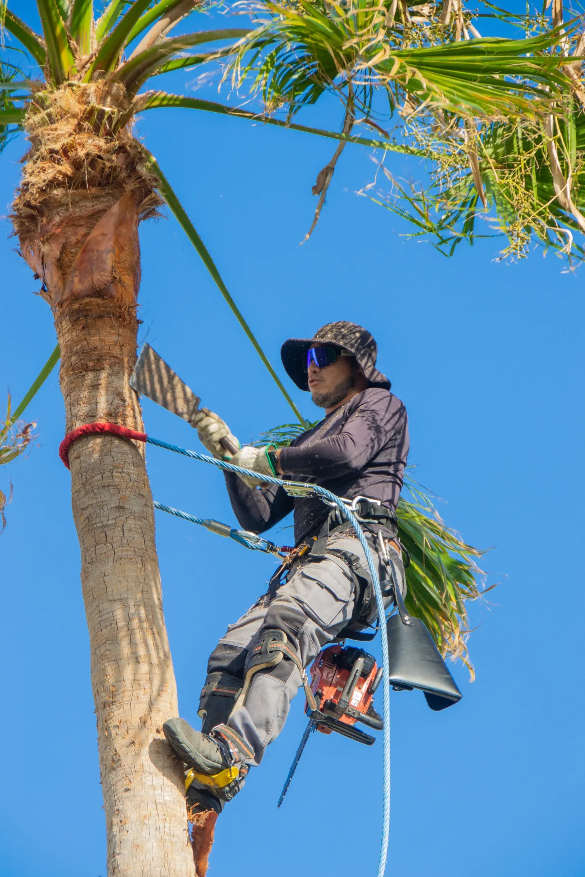 Arborist Using a Chainsaw on a Palm Tree, Secured With Ropes — Summit Tree Services in Glenwood, QLD