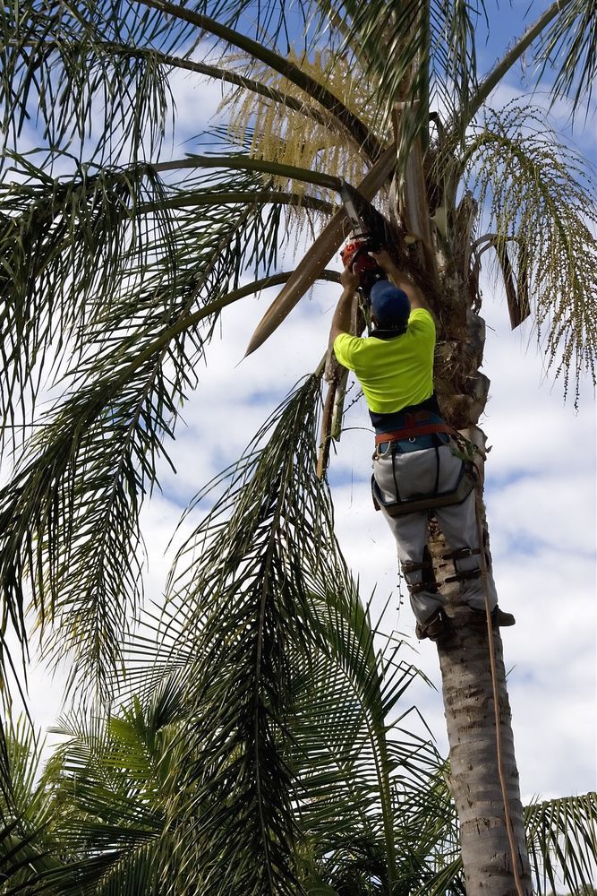 Arborist in Safety Gear Using a Chainsaw to Trim a Palm Tree Against a Blue Sky — Summit Tree Services in Glenwood, QLD