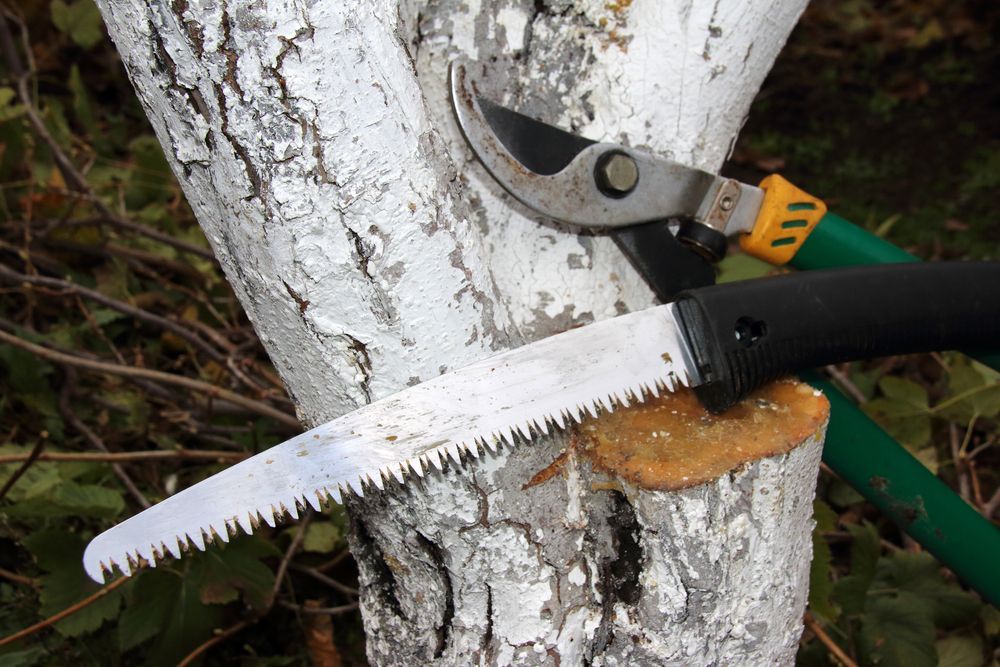 Pruning Tools on a Tree Trunk Painted White. a Hand Saw and Clippers Rest on the Bark — Summit Tree Services in Glenwood, QLD