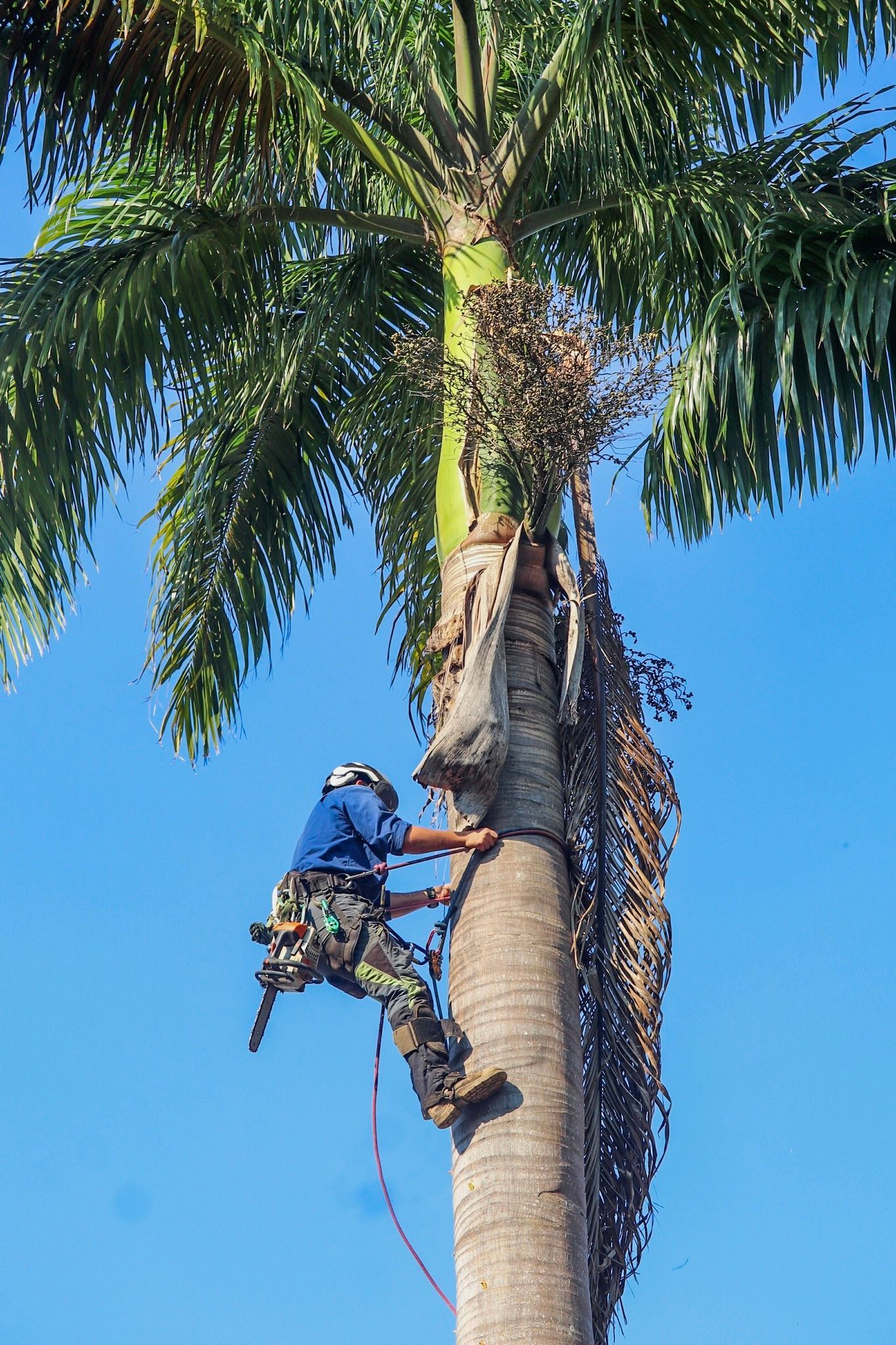 Man in Blue Shirt and Safety Gear Climbs a Tall Palm Tree Under a Blue Sky — Summit Tree Services in Glenwood, QLD