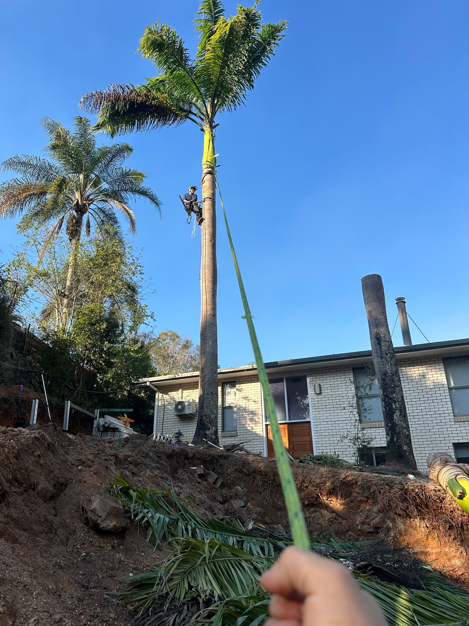 Arborist Trimming a Tall Palm Tree. a Tape Measure is Held Toward the Tree — Summit Tree Services in Noosa, QLD