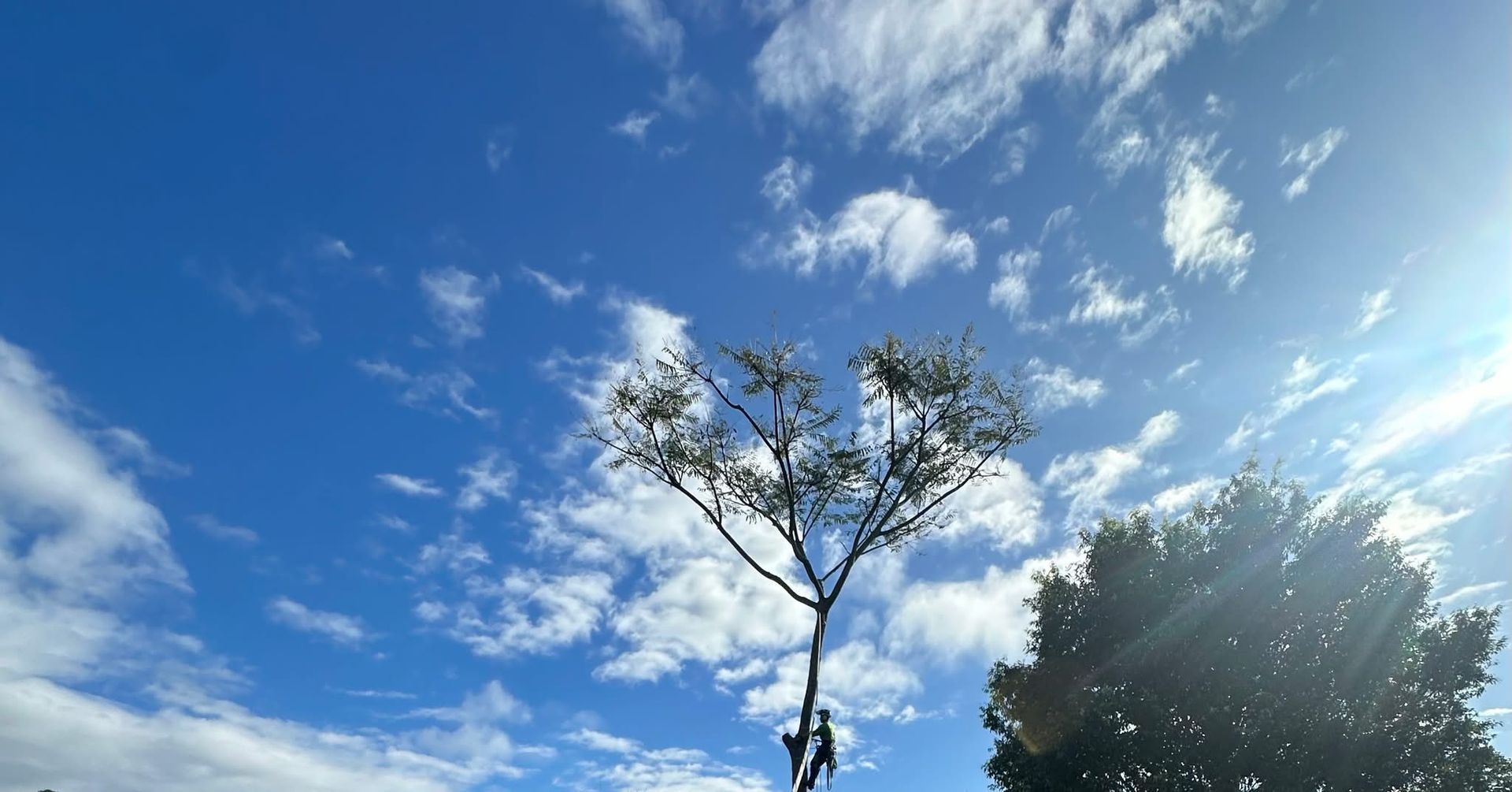 Blue Sky With Scattered Clouds, and a Portion of a Leafy Tree in Sunlight — Summit Tree Services in Glenwood, QLD