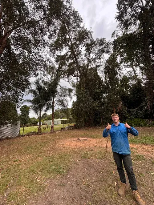 Man With Thumbs-up in Yard After Tree Work. Brown Grass, Trees in Background — Summit Tree Services in Doonan, QLD