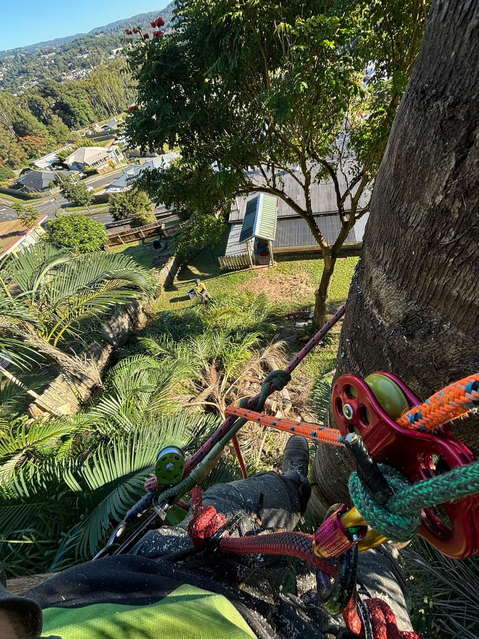 A Tree Worker Using Climbing Gear, High Up in a Palm Tree — Summit Tree Services in Caloundra, QLD