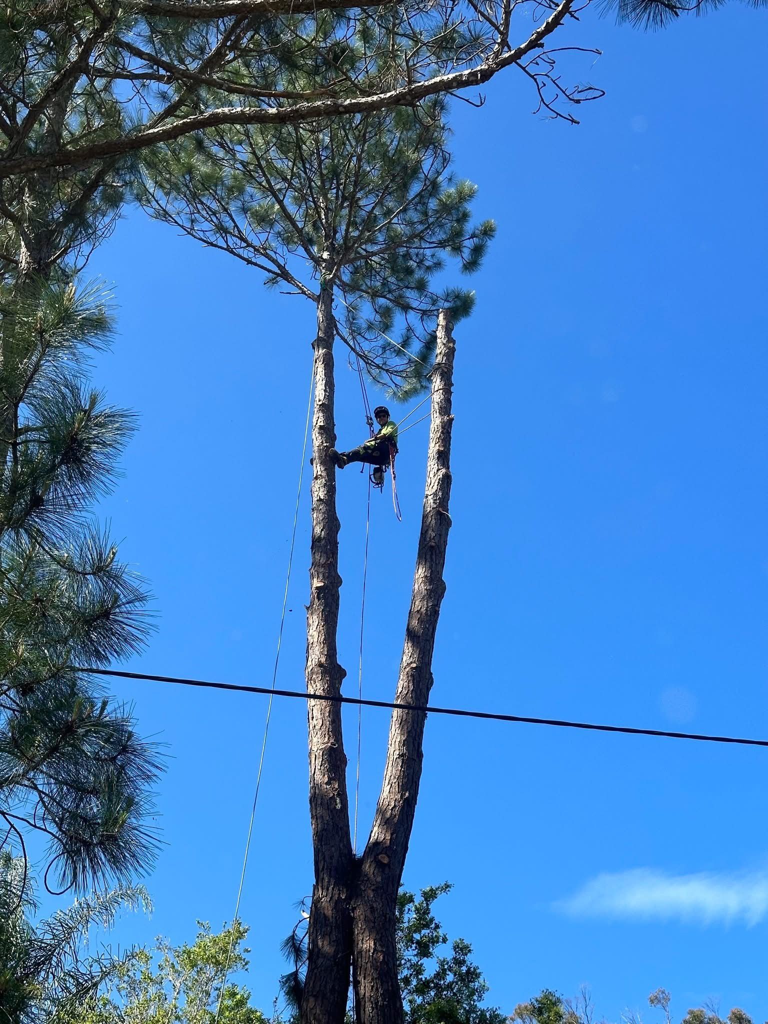 Person Trimming a Tall Tree Against a Blue Sky, Secured by Ropes — Summit Tree Services in Glenwood, QLD