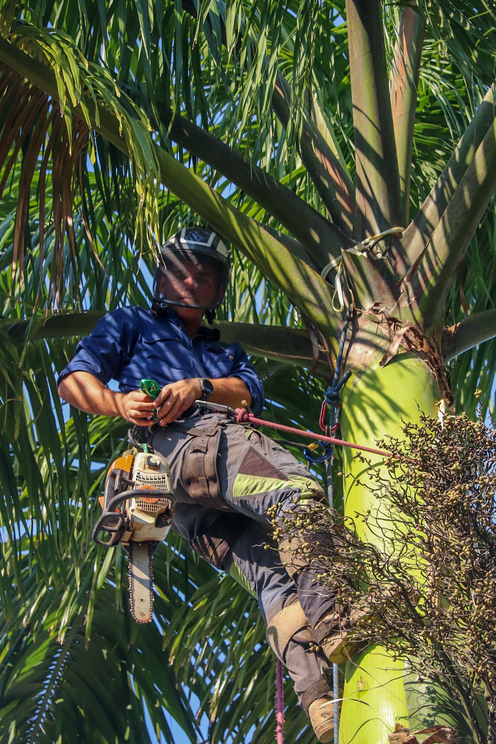 Arborist Wearing Safety Gear, Cutting a Palm Tree Branch With a Chainsaw — Summit Tree Services in Caloundra, QLD