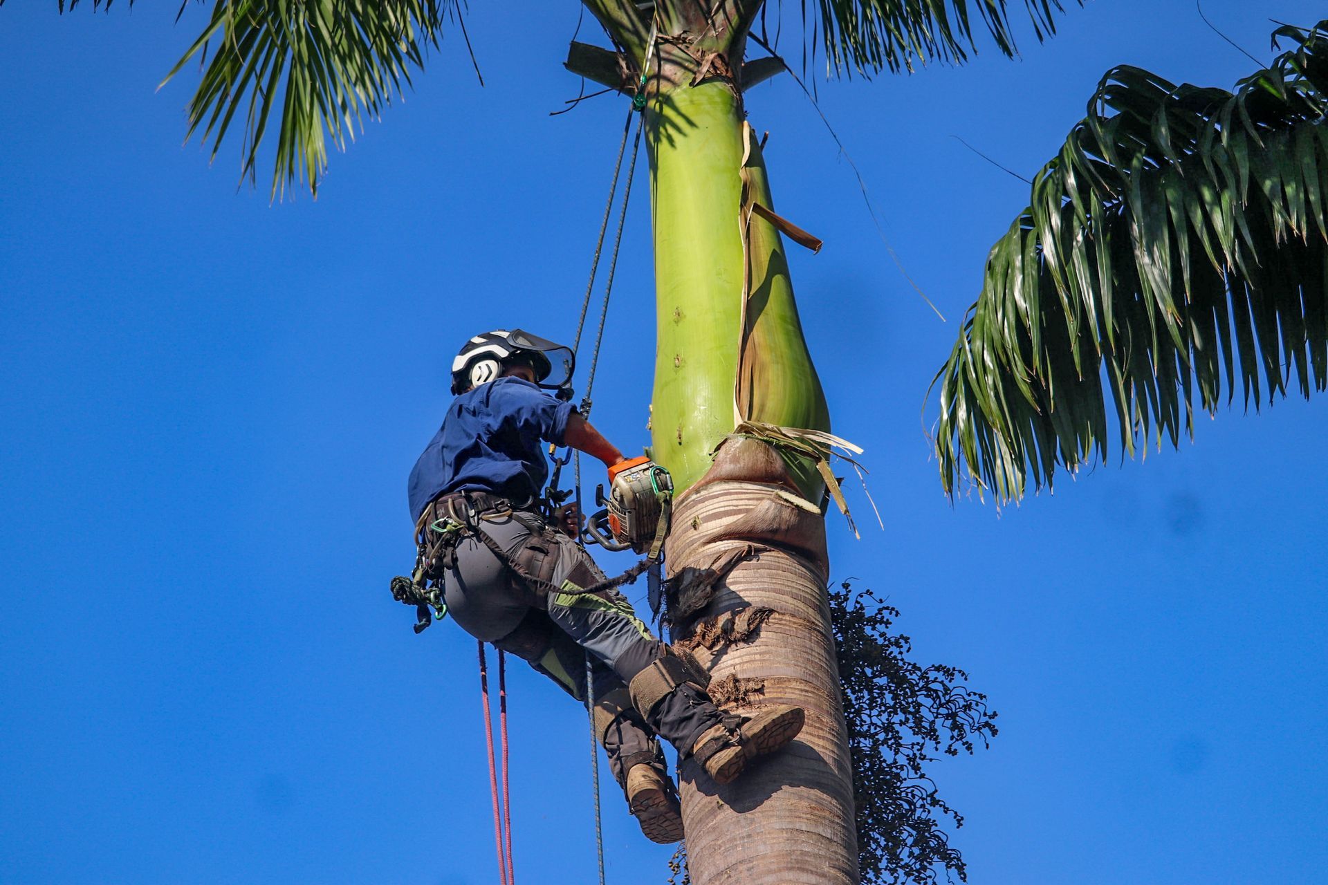 Arborist Cutting Palm Tree With Chainsaw, Secured by Harness — Summit Tree Services in Buderim, QLD