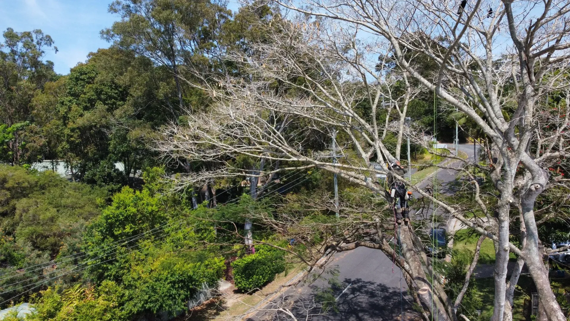 Arborist in a Tree Trimming Branches Over a Road, With Green Foliage — Summit Tree Services in Coolum, QLD