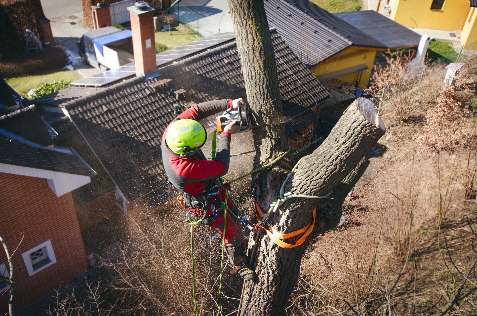 Arborist in Safety Gear, Cutting a Tree Branch With a Chainsaw — Summit Tree Services in Doonan, QLD