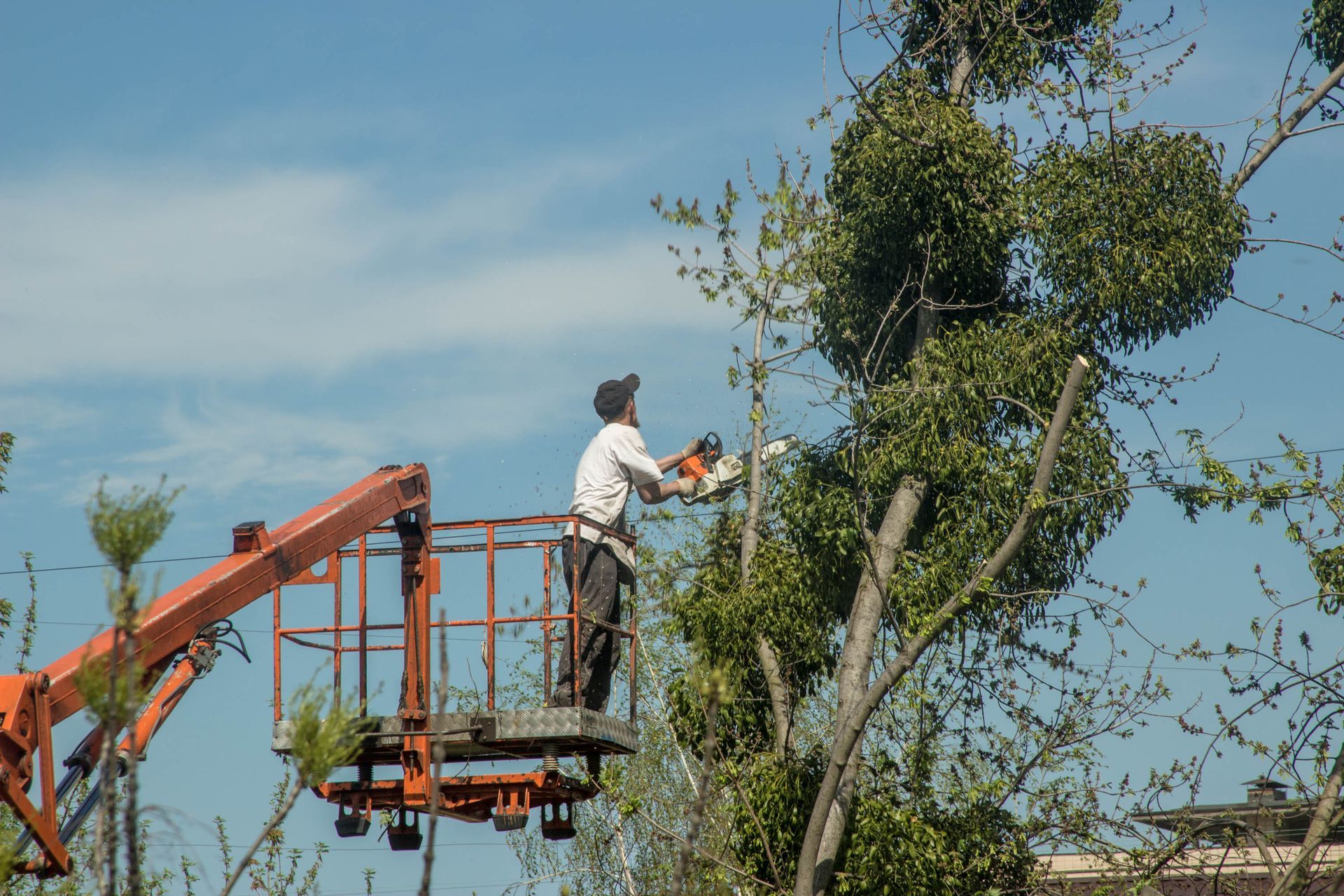 Man in Lift Bucket Trimming Tree Branches With a Chainsaw on a Sunny Day — Summit Tree Services in Caloundra, QLD