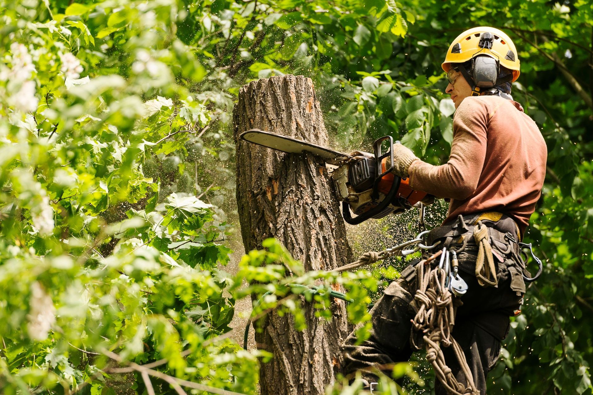 Arborist With Chainsaw Cutting a Tree Trunk, Wearing Safety Gear, Working Outdoors — Summit Tree Services in Glenwood, QLD