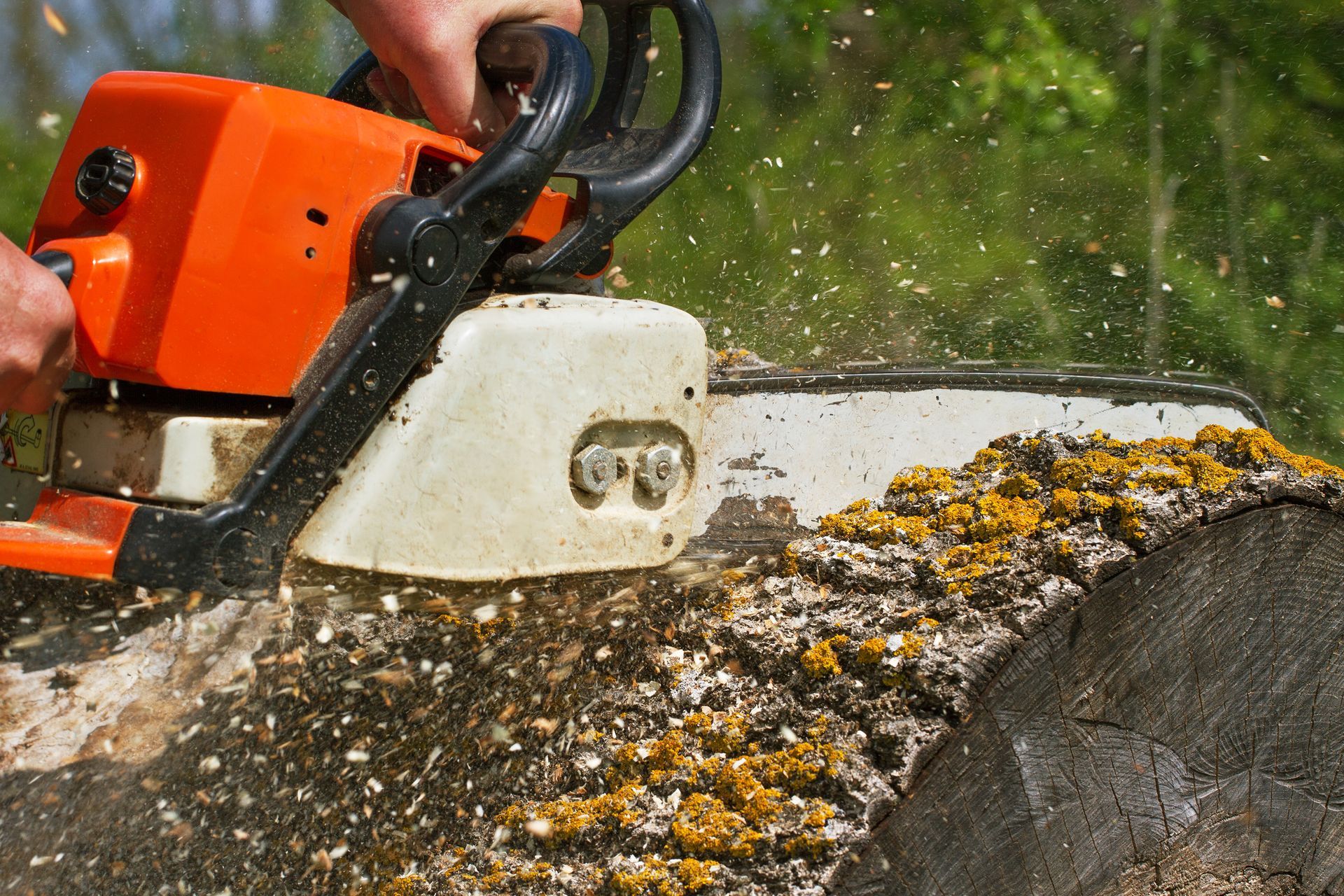 Orange Chainsaw Cutting Into a Log, Wood Chips Flying — Summit Tree Services in Coolum, QLD