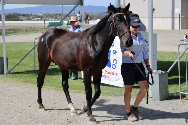 Gold Crown Yearling Sale Bathurst Harness Racing Club