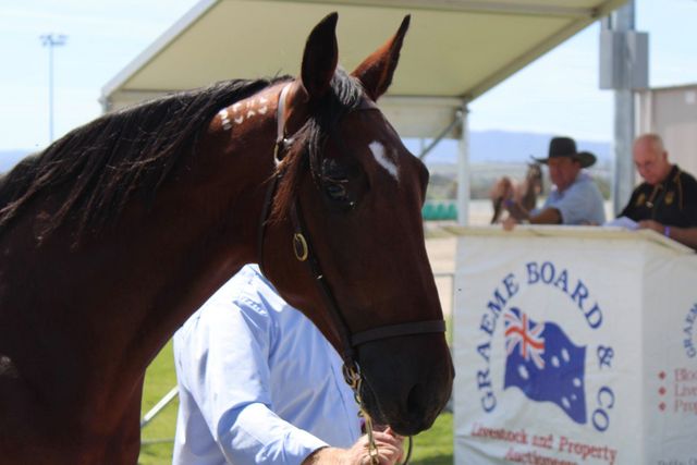 Gold Crown Yearling Sale Bathurst Harness Racing Club