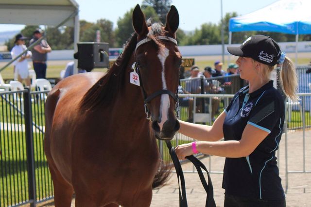 Gold Crown Yearling Sale Bathurst Harness Racing Club