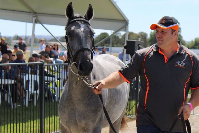Gold Crown Yearling Sale Bathurst Harness Racing Club