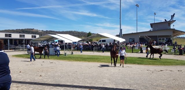 Gold Crown Yearling Sale Bathurst Harness Racing Club