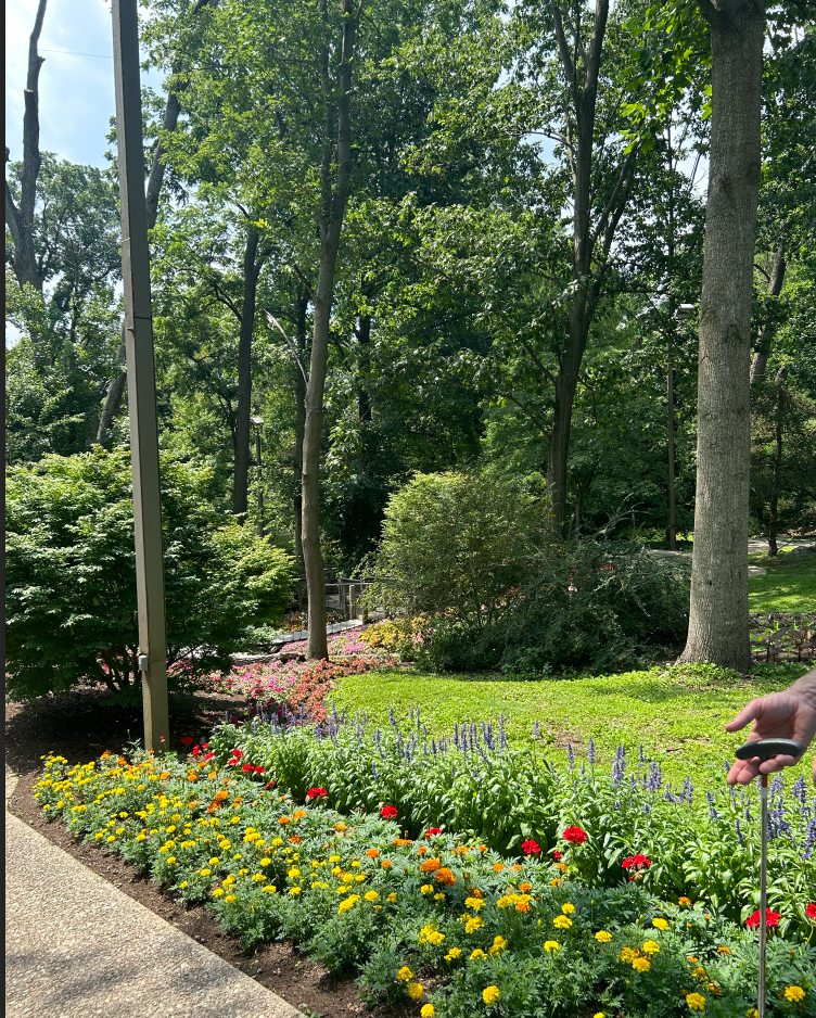 A person is standing next to a row of flowers in a garden.