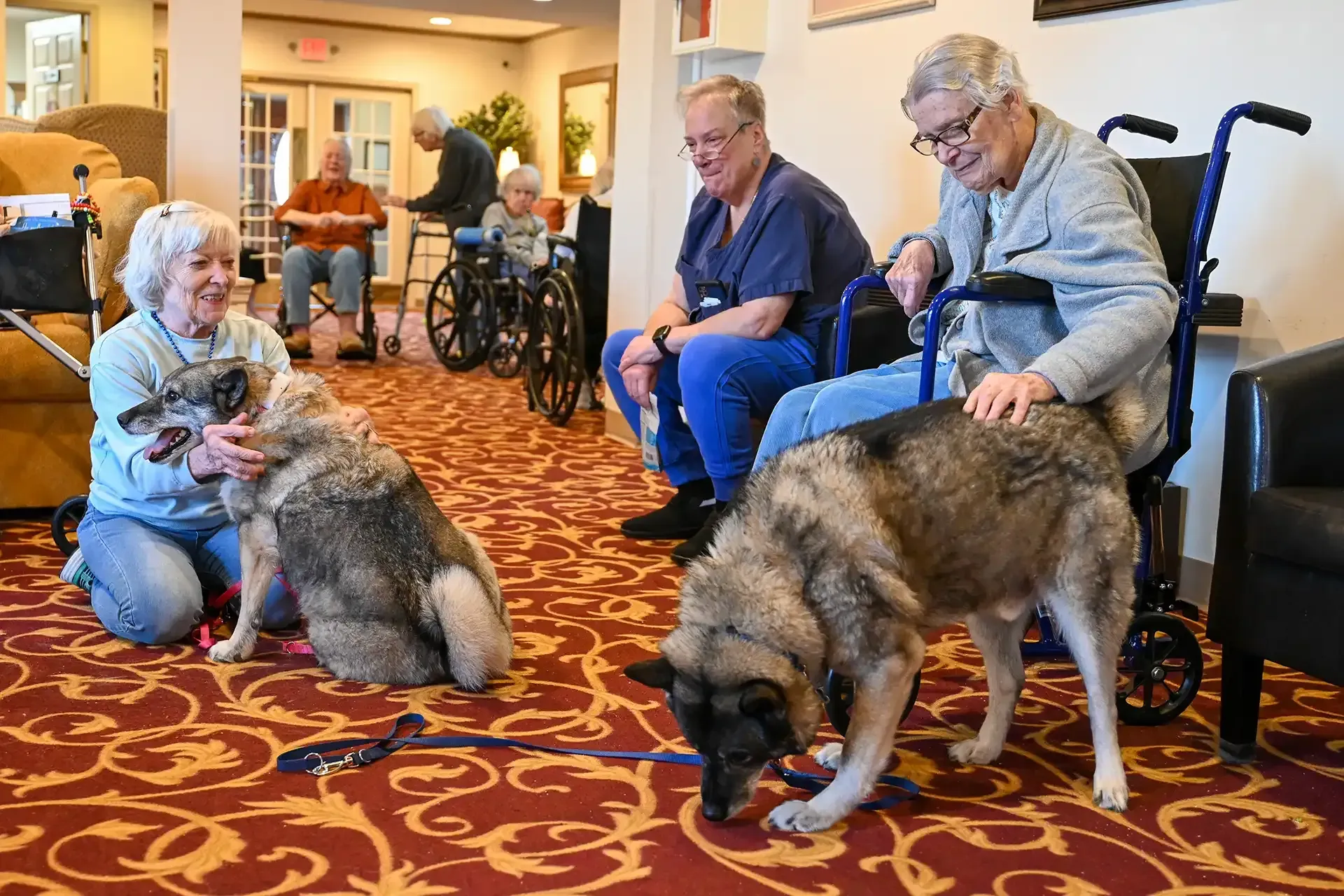 Seniors petting dogs in a community room; some seated in wheelchairs, others watching; red carpet.