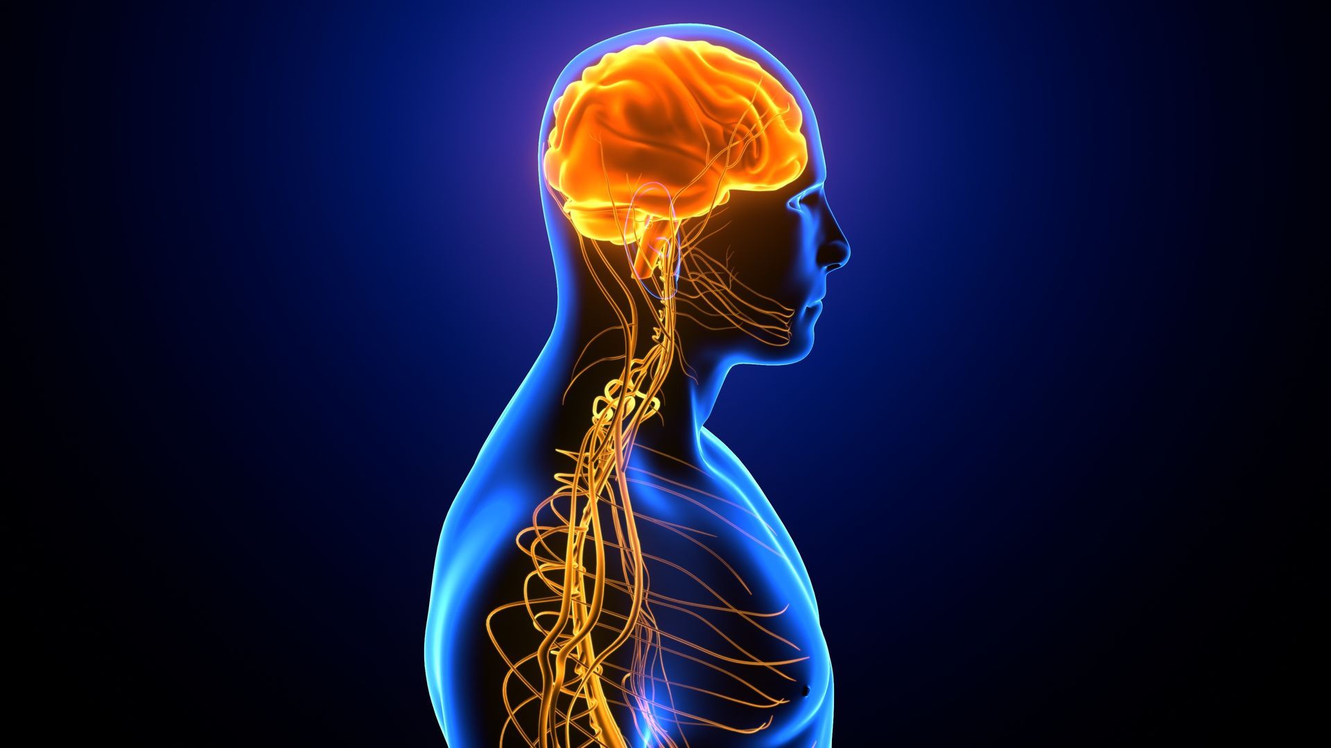 Seitenansicht des menschlichen Körpers, leuchtend orangefarbenes Gehirn und Nervensystem auf blauem Hintergrund.