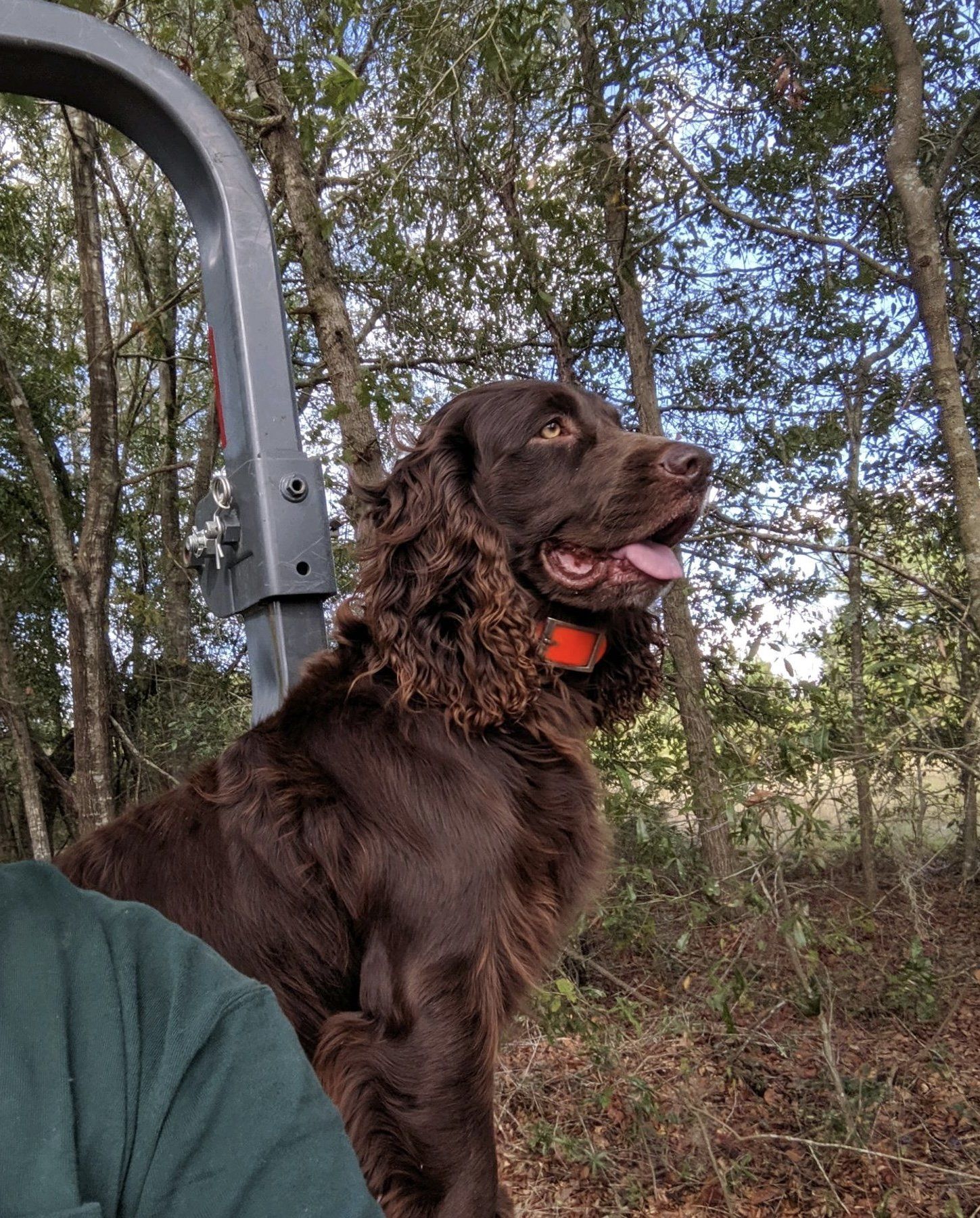 A Cute Dog — Rincon, GA — Rahn’s Services