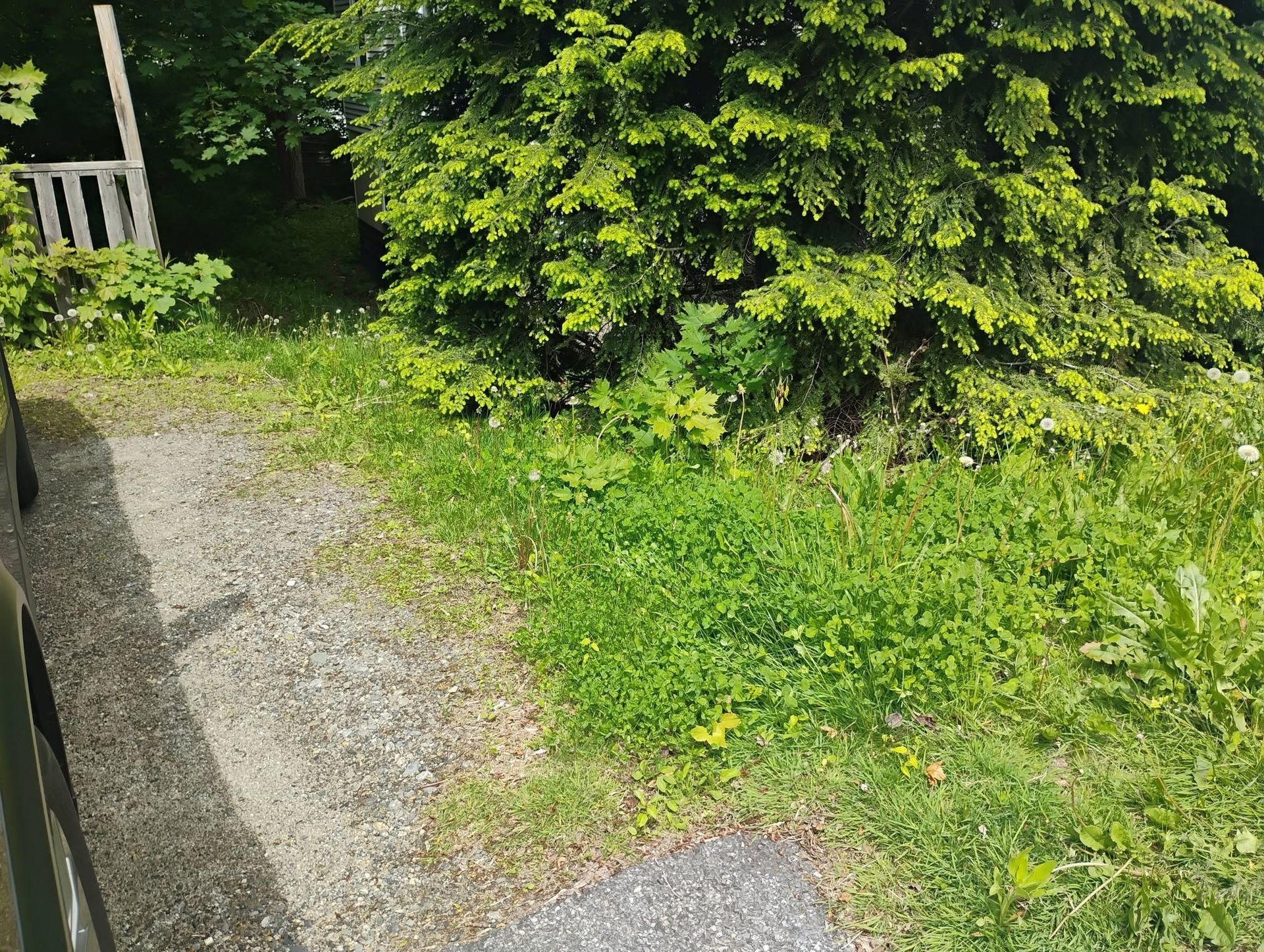 Gravel path curving beside dense green bushes and a hedge in a garden-like setting