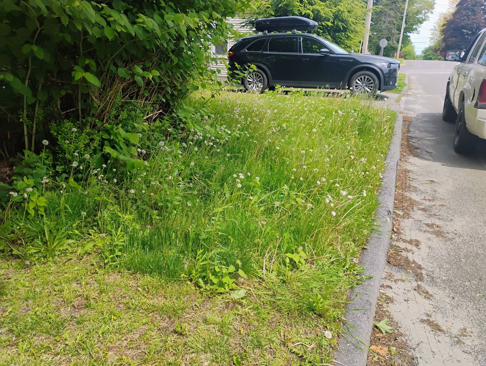 Overgrown grassy verge beside a road, with parked cars and a curb in the foreground.