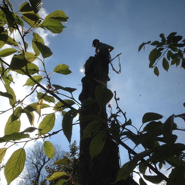 tree services example 2