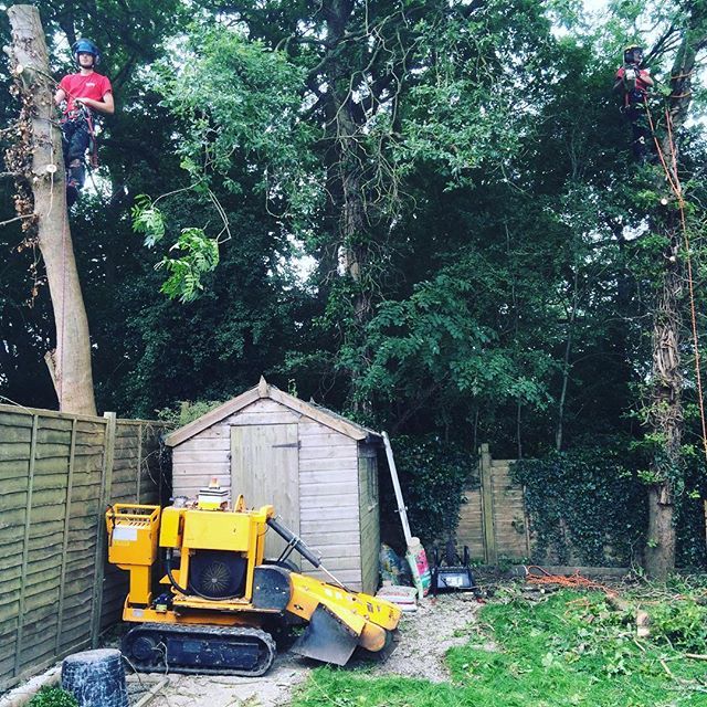 tree services example 6