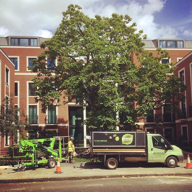 tree services example 7