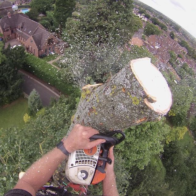 tree services example 8