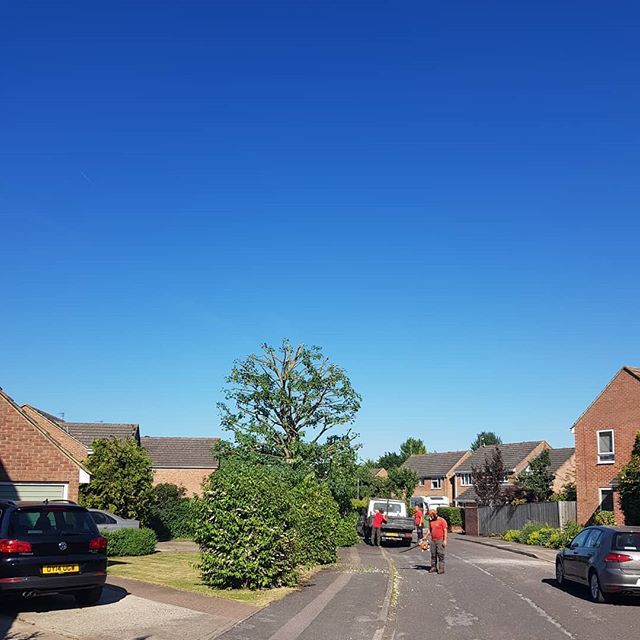 tree services example 9
