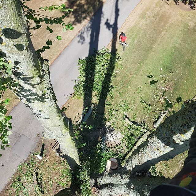tree services example 13